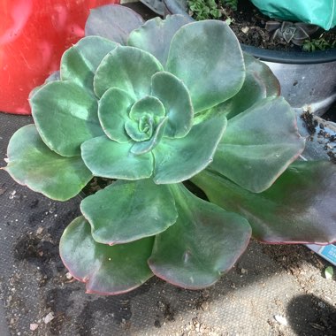 Gayle's garden