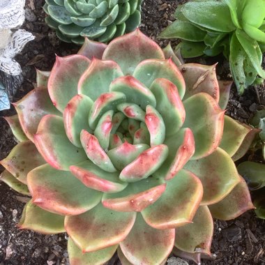 Gayle's garden