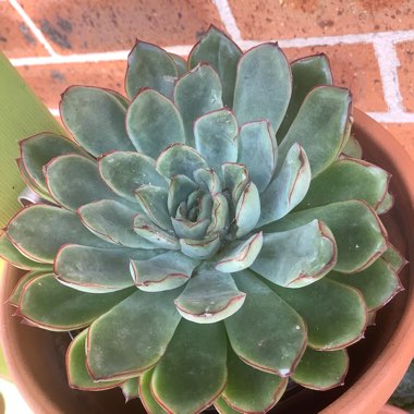 Gayle's garden