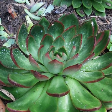 Gayle's garden