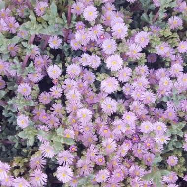 Oscularia deltoides syn. Lampranthus deltoides
