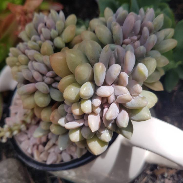 Plant image x Pachyveria Clavifolia Cristata