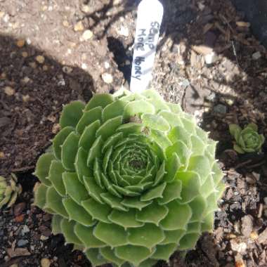 Gayle's garden