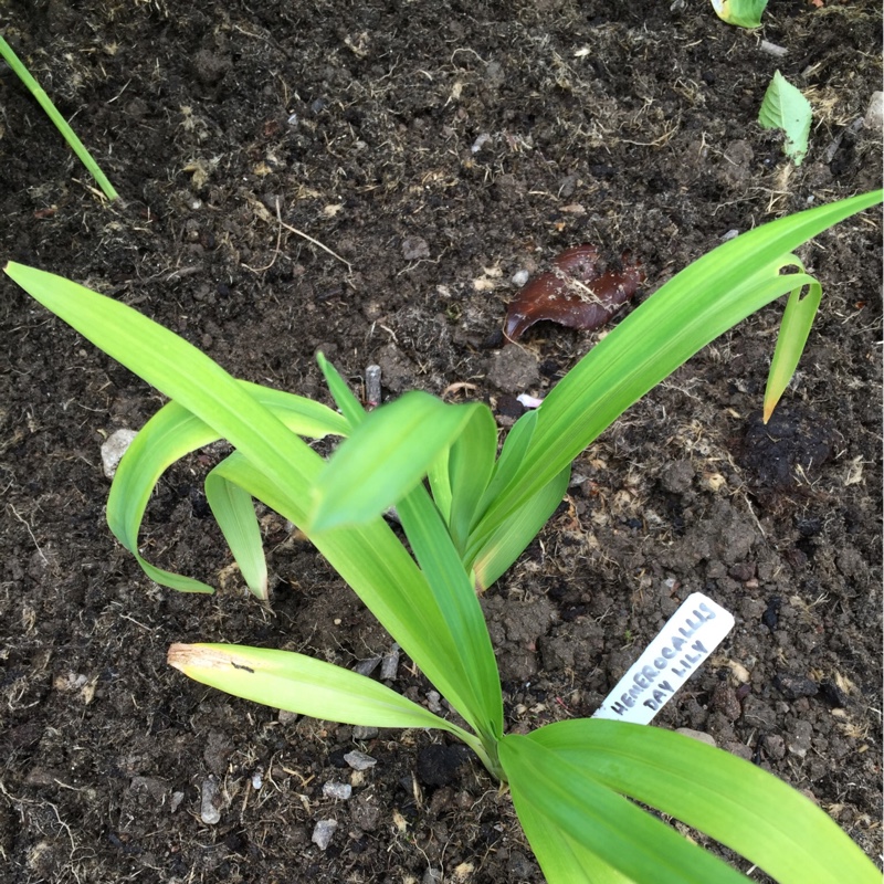 plant image 124791