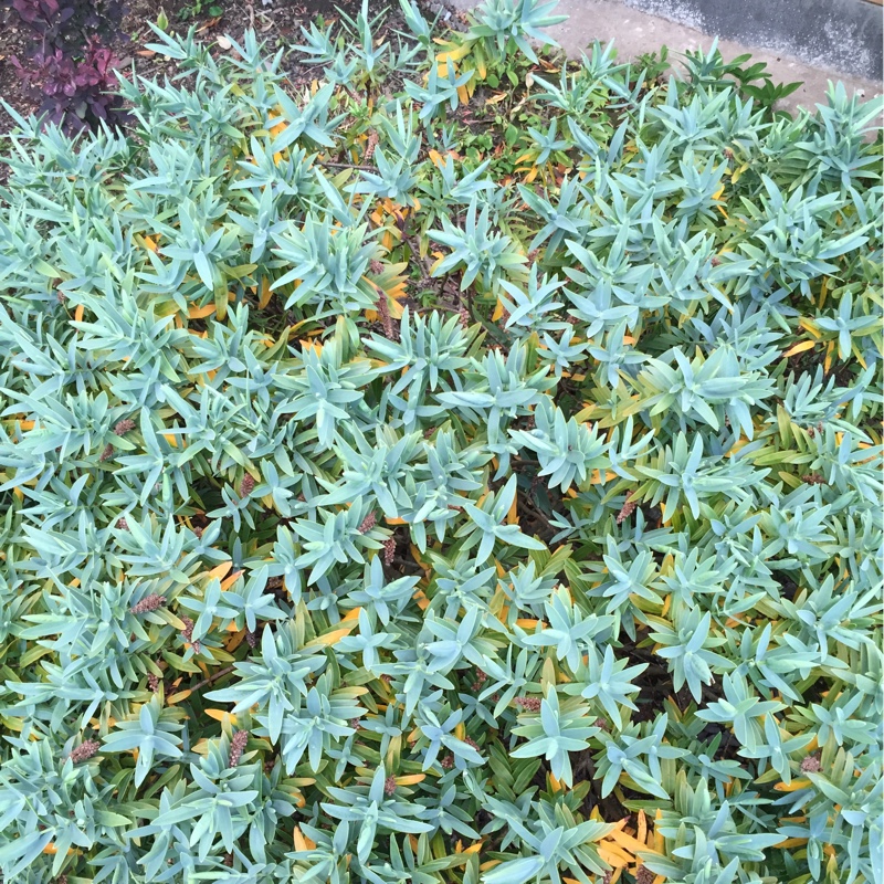 Norman's garden