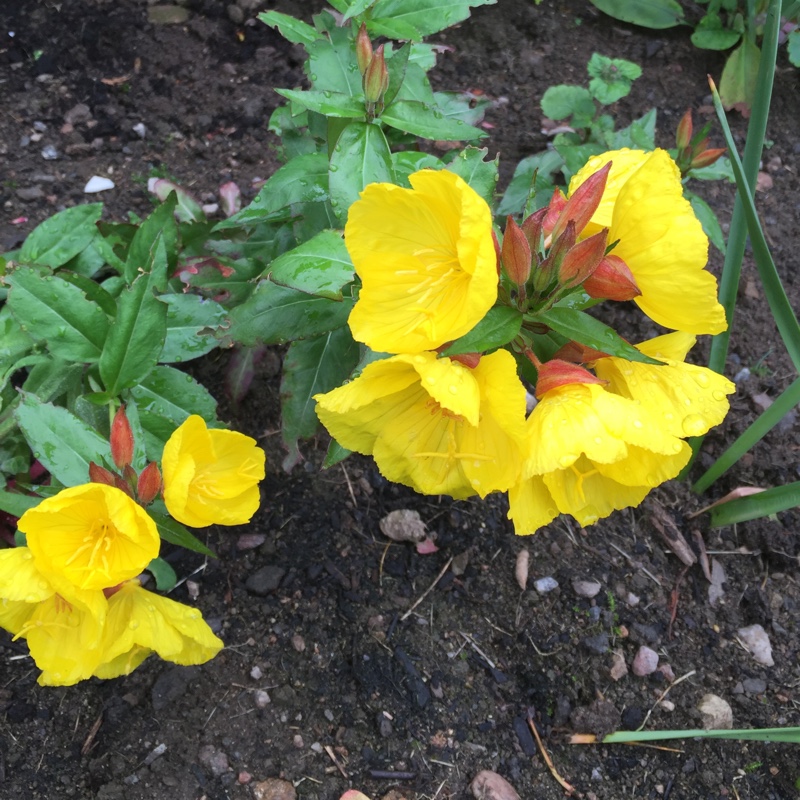 plant image 166448 plant image 166448