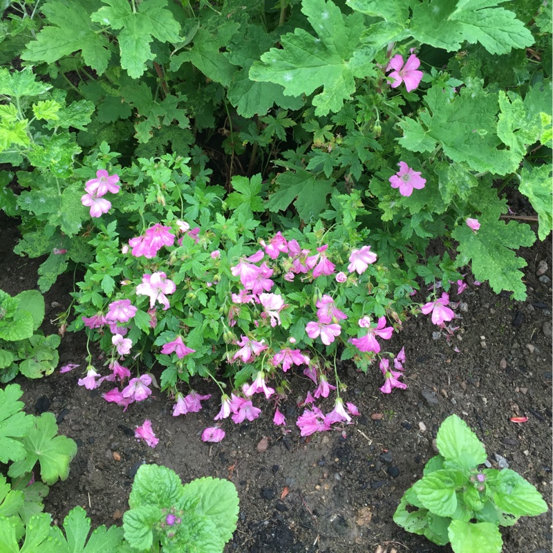 plant image 166451