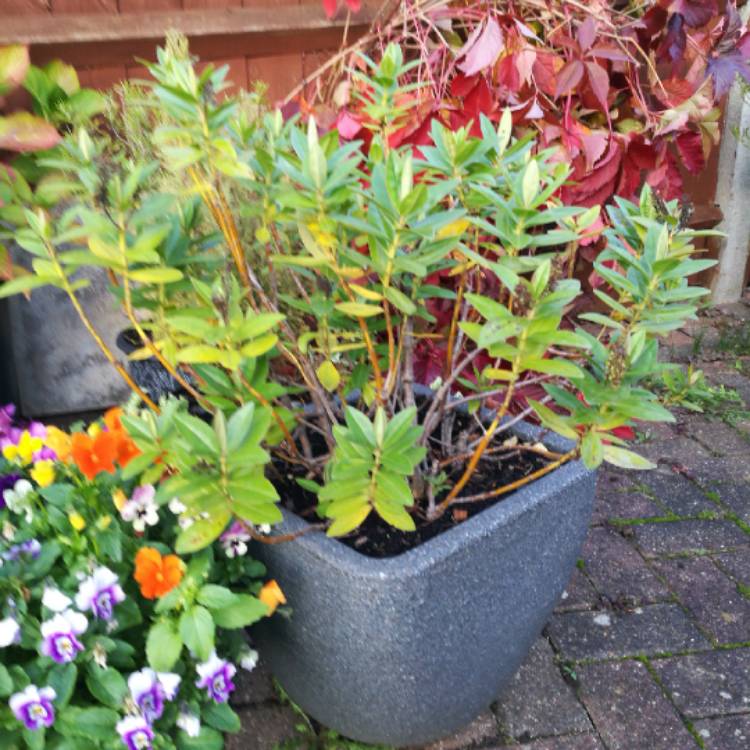 Plant image Hebe 'Addenda Lisa'