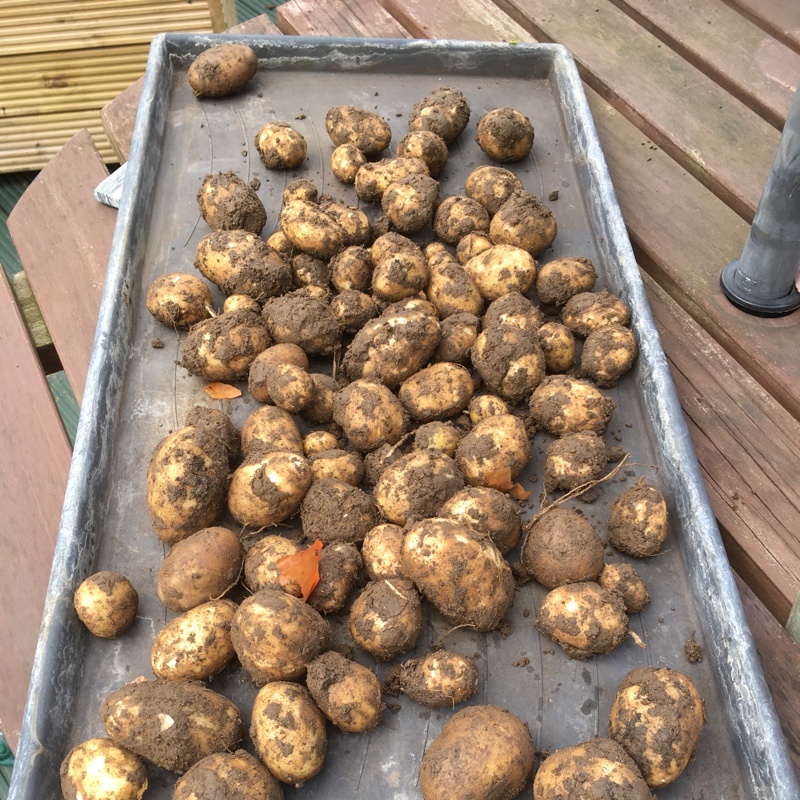 Plant image Solanum tuberosum 'Maris Piper'