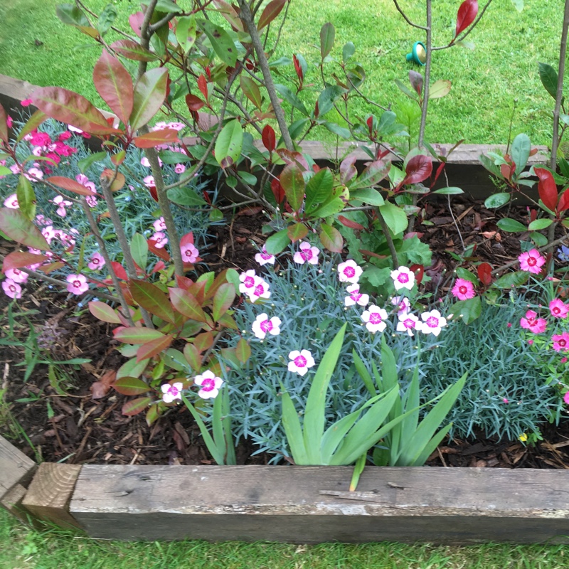 Plant image Dianthus 'Slap n Tickle'