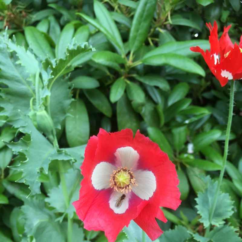 Plant image Papaver somniferum 'Victoria Cross'