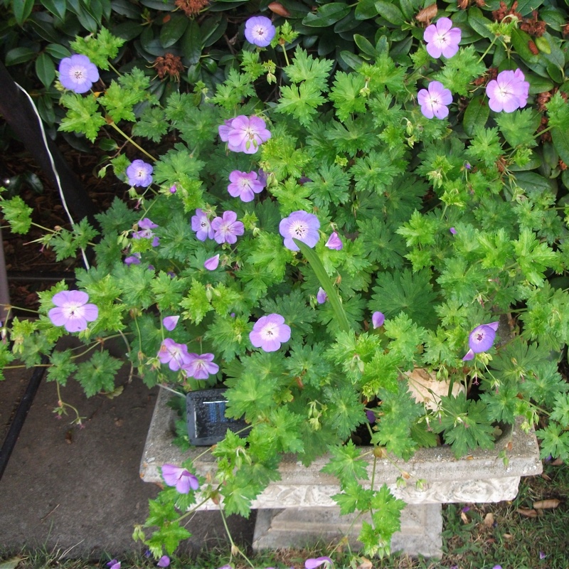 plant image 2213