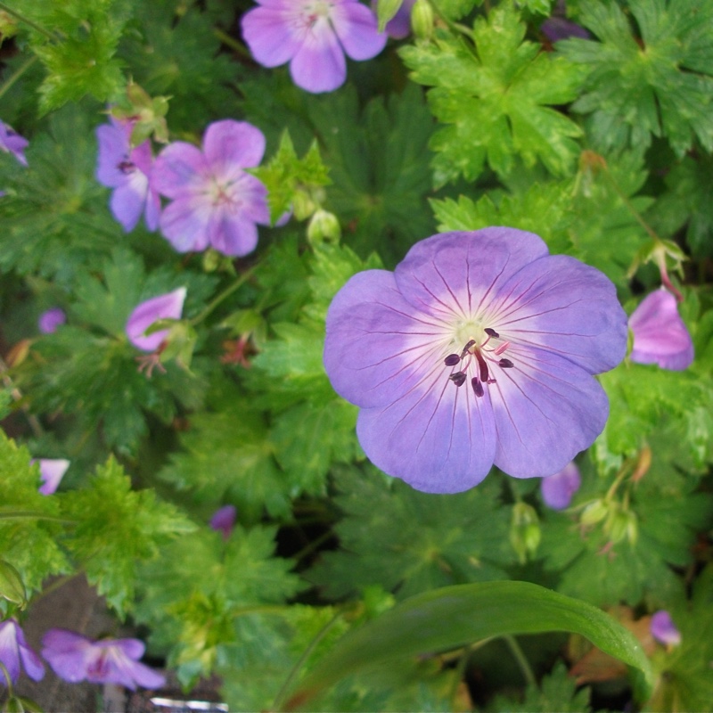 Plant image Geranium sylvaticum 'Mayflower'