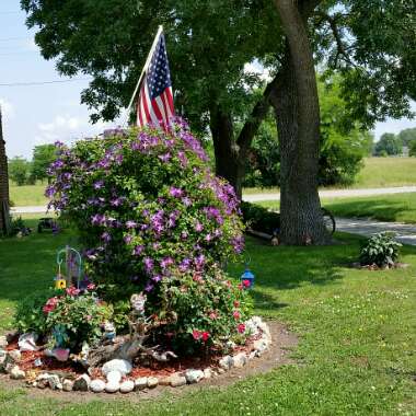 Patricia's garden