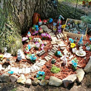 Patricia's garden