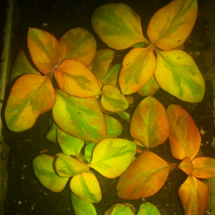 plant image 1539453