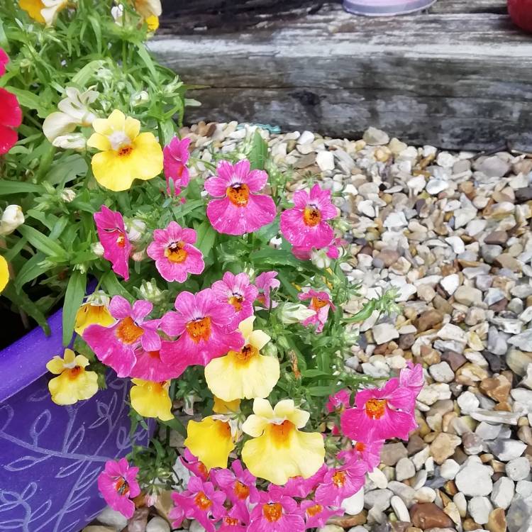 Plant image Dianthus chinensis x barbatus