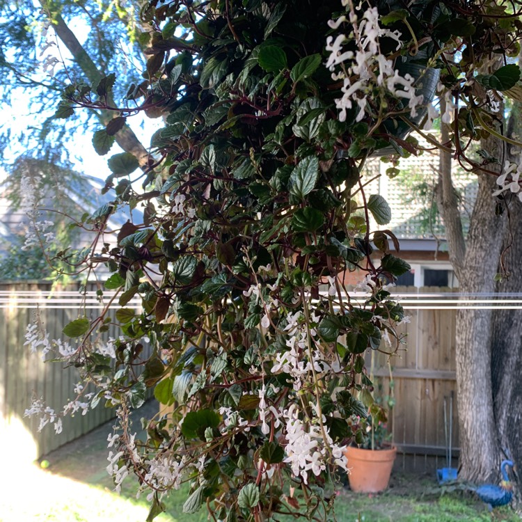 Plant image Plectranthus Purpuratus