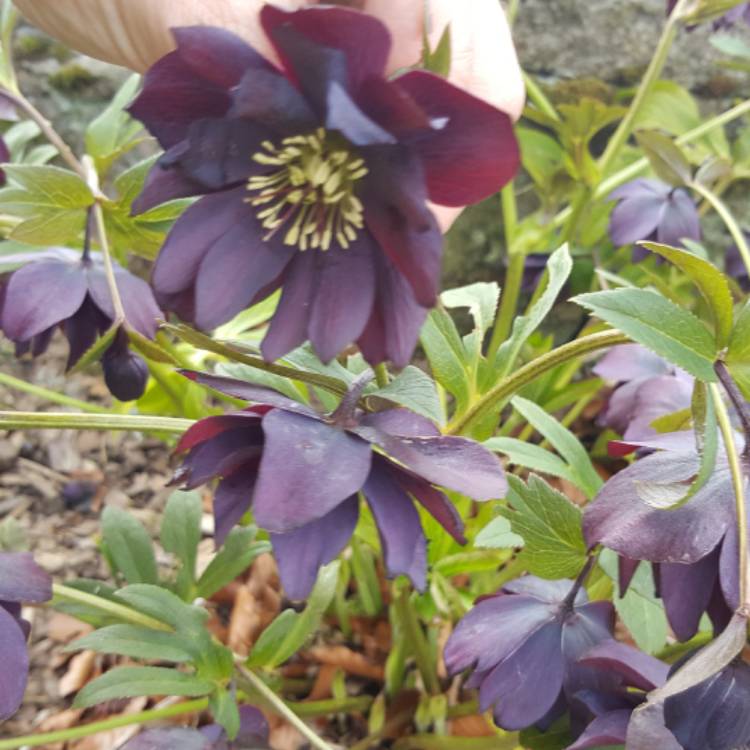 Plant image Helleborus x hybridus 'Harvington Double Purple Cascade'