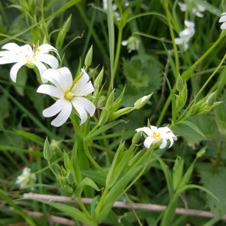 Plant image Stellaria holostea