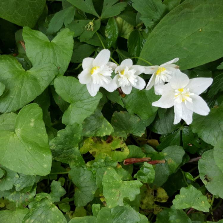 Plant image Anemone nemorosa 'Vestal'