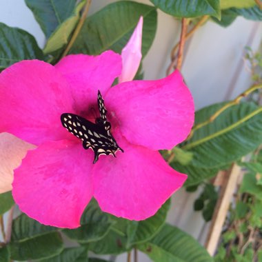 Mandevilla 'Sun Parasol Giant Pink'