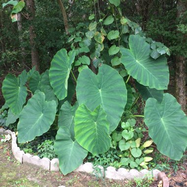Elephant Ear (Colocasia)