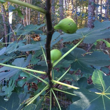 Fig 'Brown Turkey'
