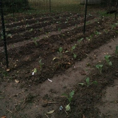 Maria's garden