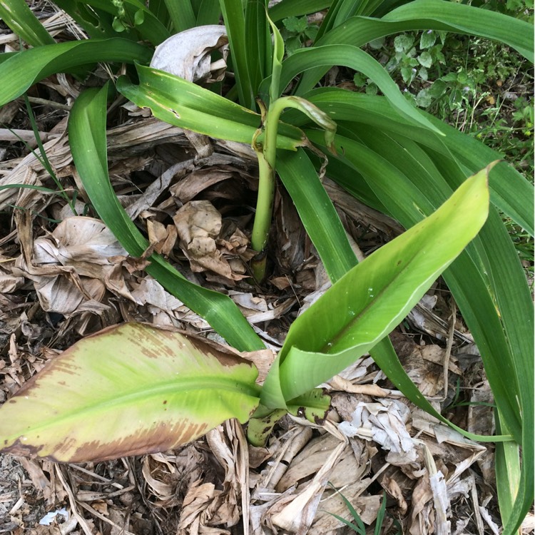 Plant image Musa acuminata 'Gros Michel'