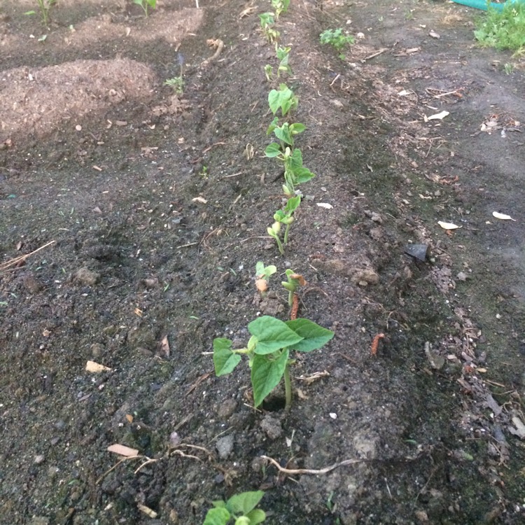 Plant image Phaseolus vulgaris 'Kentucky Wonder'