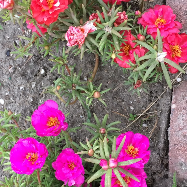 Plant image Portulaca grandiflora 'Sundial Fuchsia'