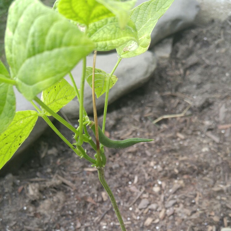 plant image 149274 plant image 149274