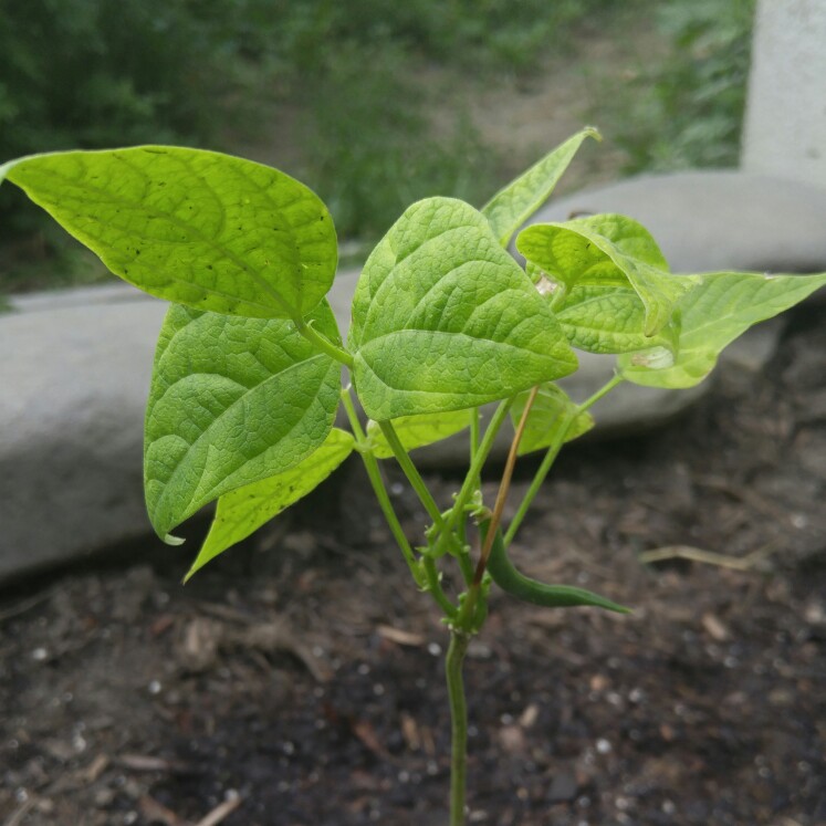 plant image 149275 plant image 149275