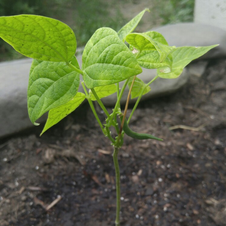 plant image 149276 plant image 149276
