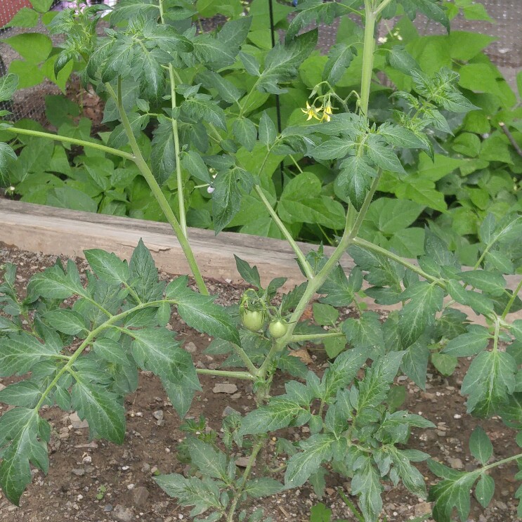 plant image 159925