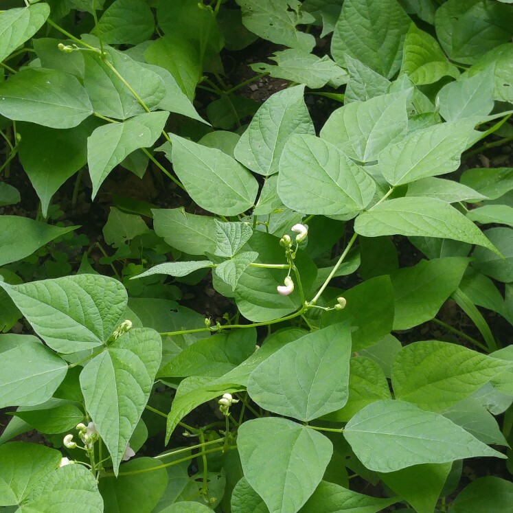 plant image 159930 plant image 159930