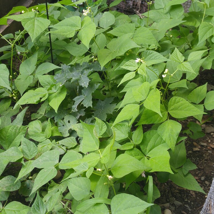 plant image 159932 plant image 159932