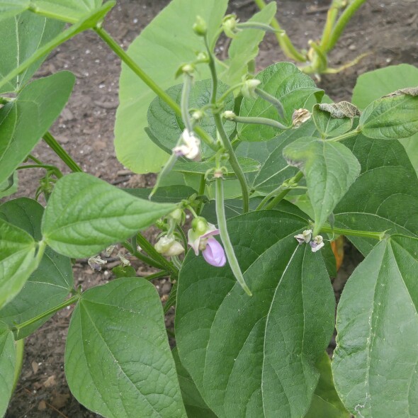 plant image 161473 plant image 161473