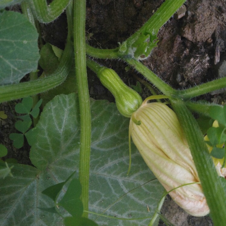 plant image 163047 plant image 163047