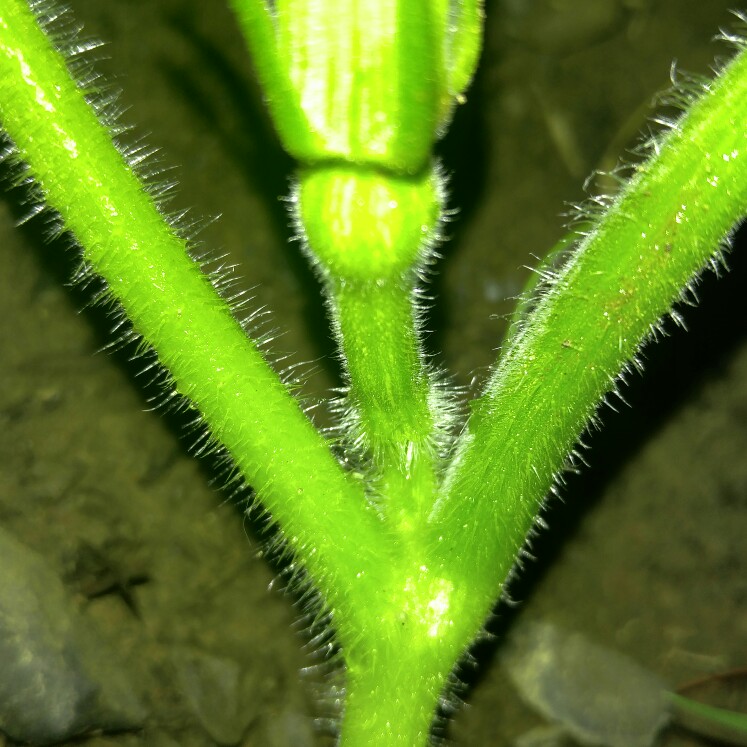 plant image 163048 plant image 163048