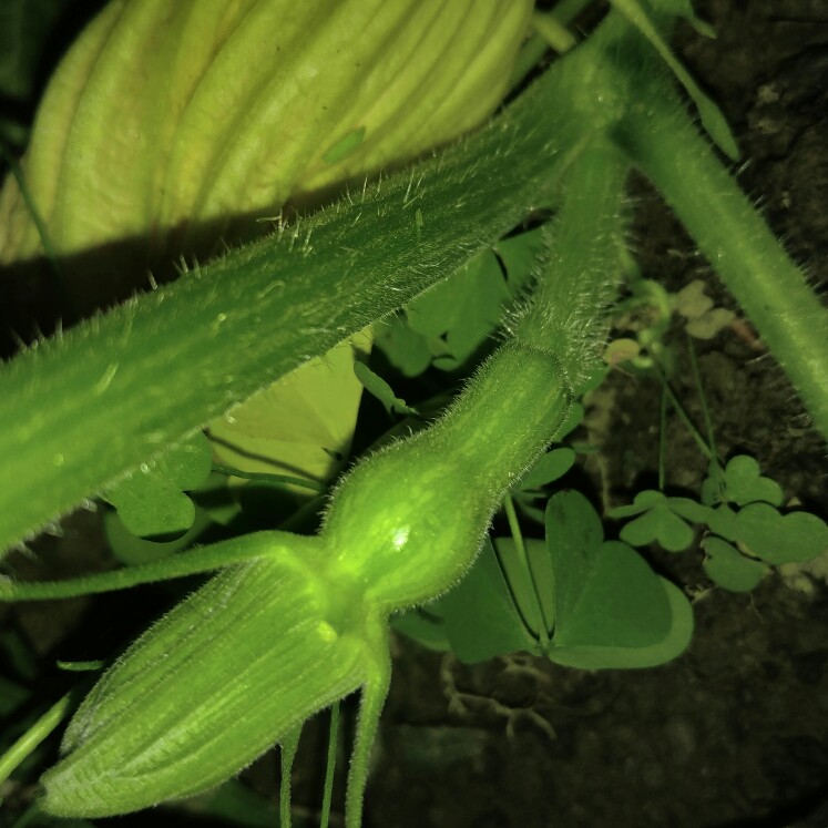 plant image 163049 plant image 163049