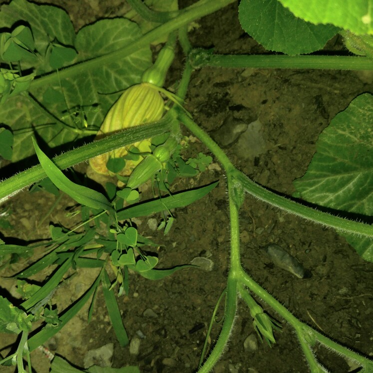 plant image 163050 plant image 163050
