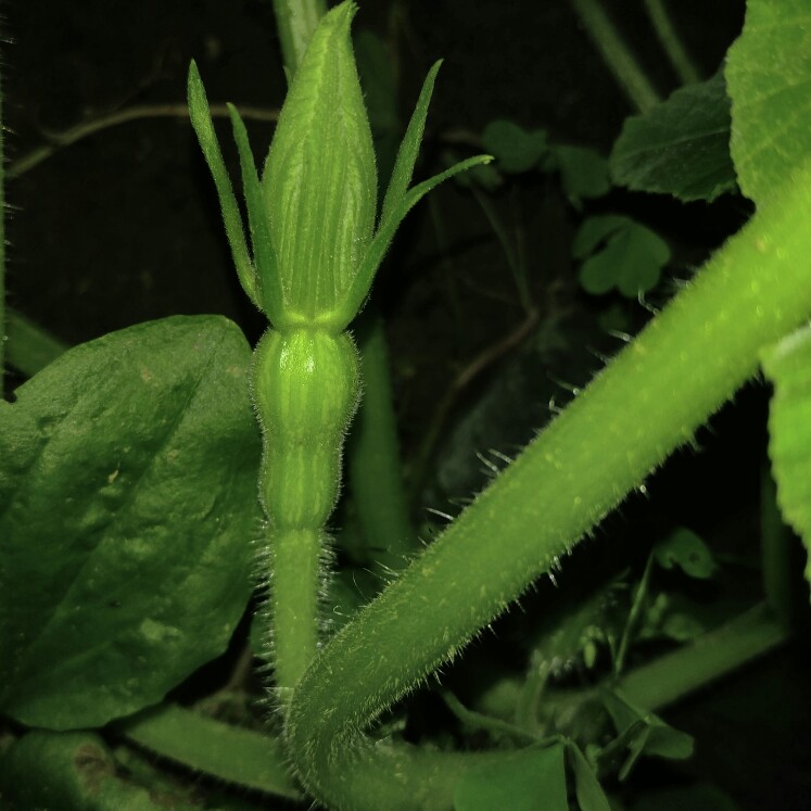 plant image 163051 plant image 163051