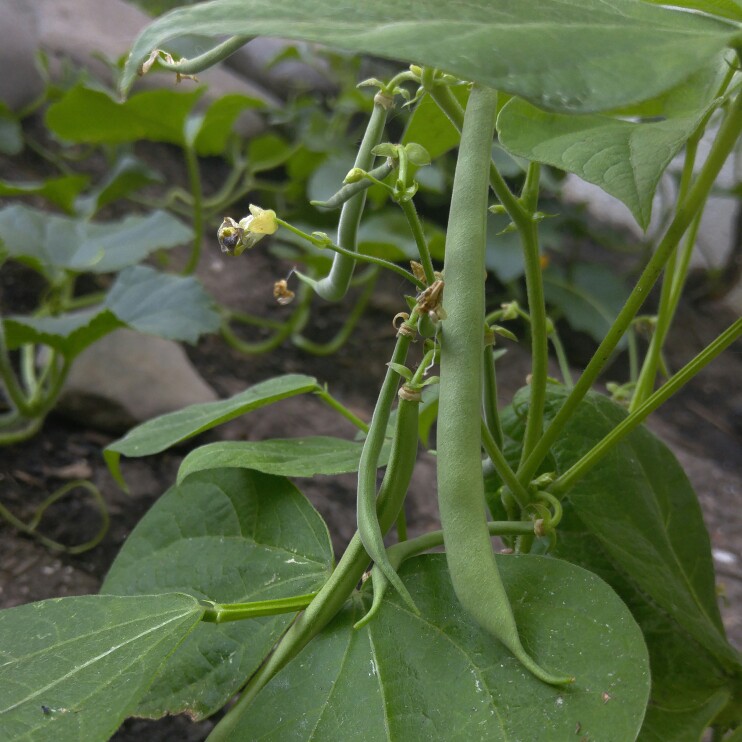 plant image 166884 plant image 166884