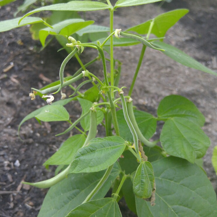 plant image 166887 plant image 166887