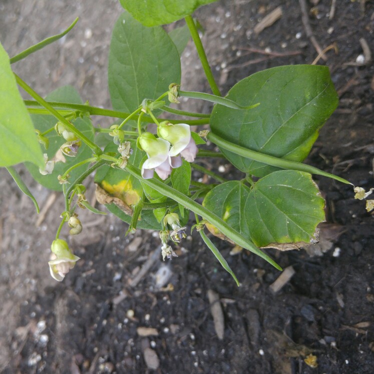plant image 166888 plant image 166888
