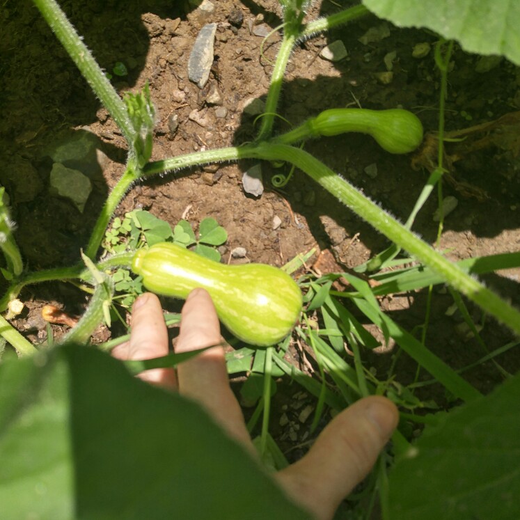 plant image 176036 plant image 176036
