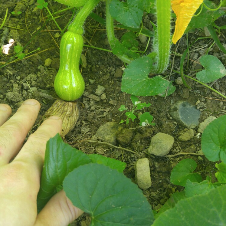 Squash