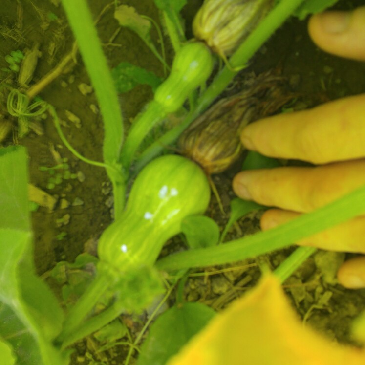 Squash